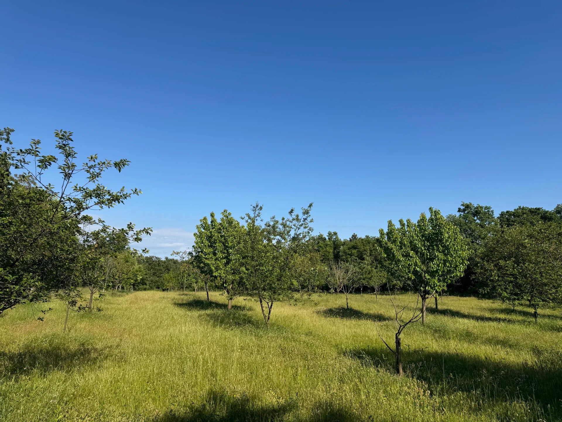 Our orchard with local fruit