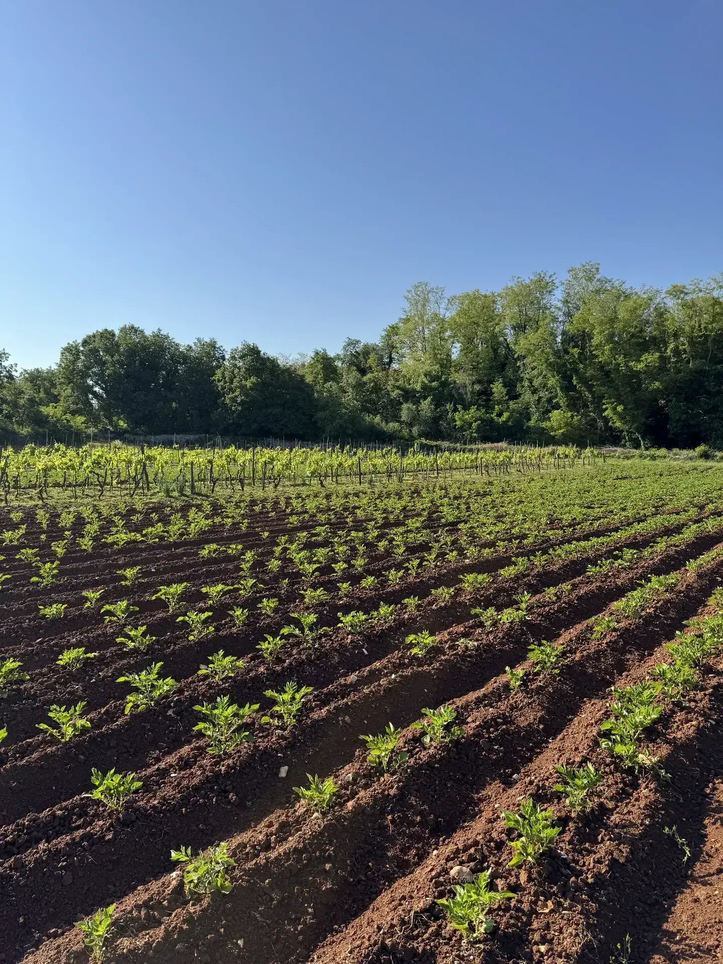 Ukusni obroci od domaćih namirnica