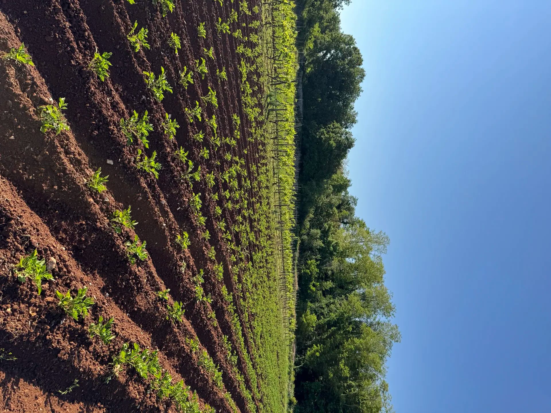 Delicious meals from homegrown ingredients