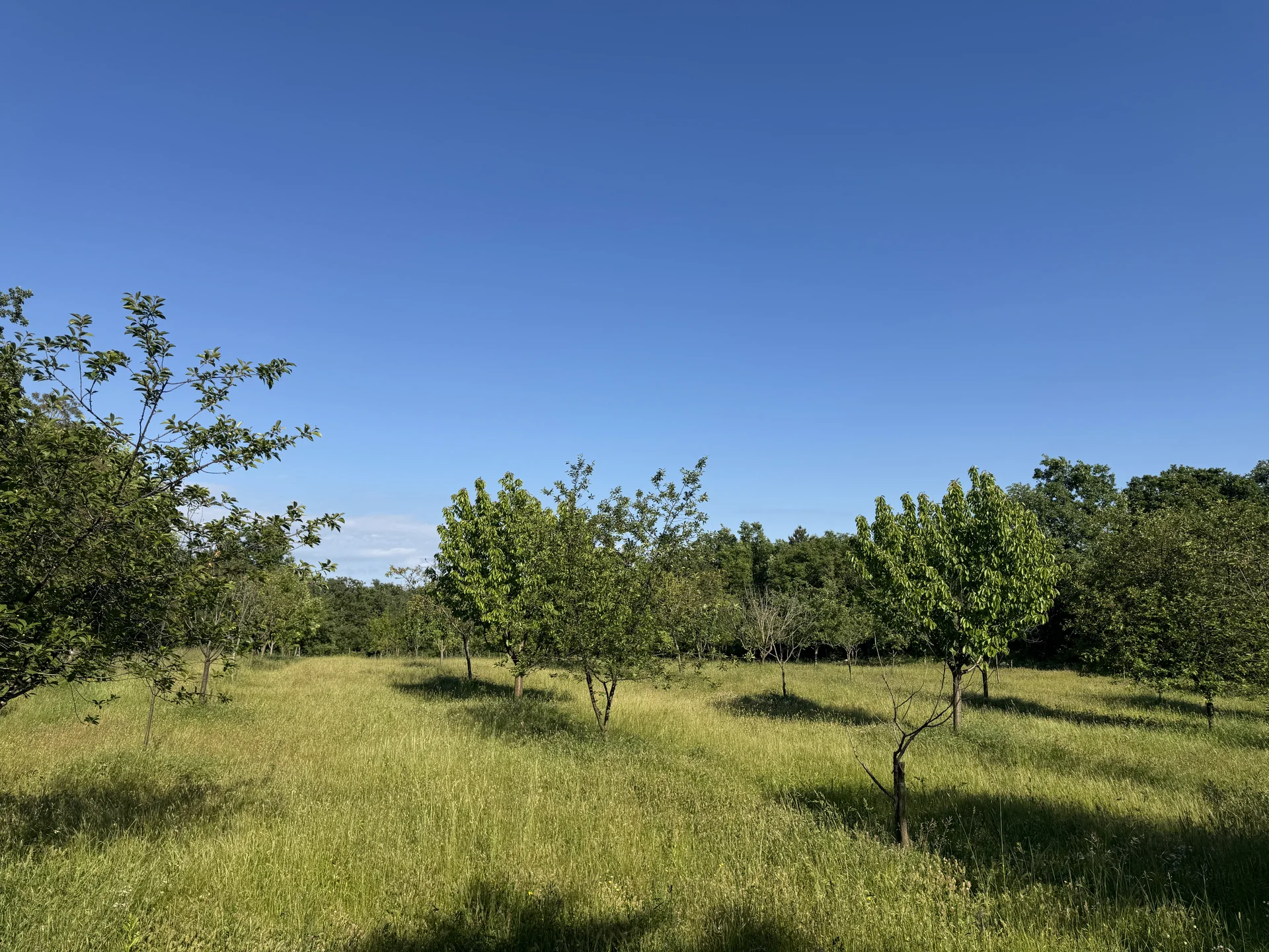 Our orchard with local fruit