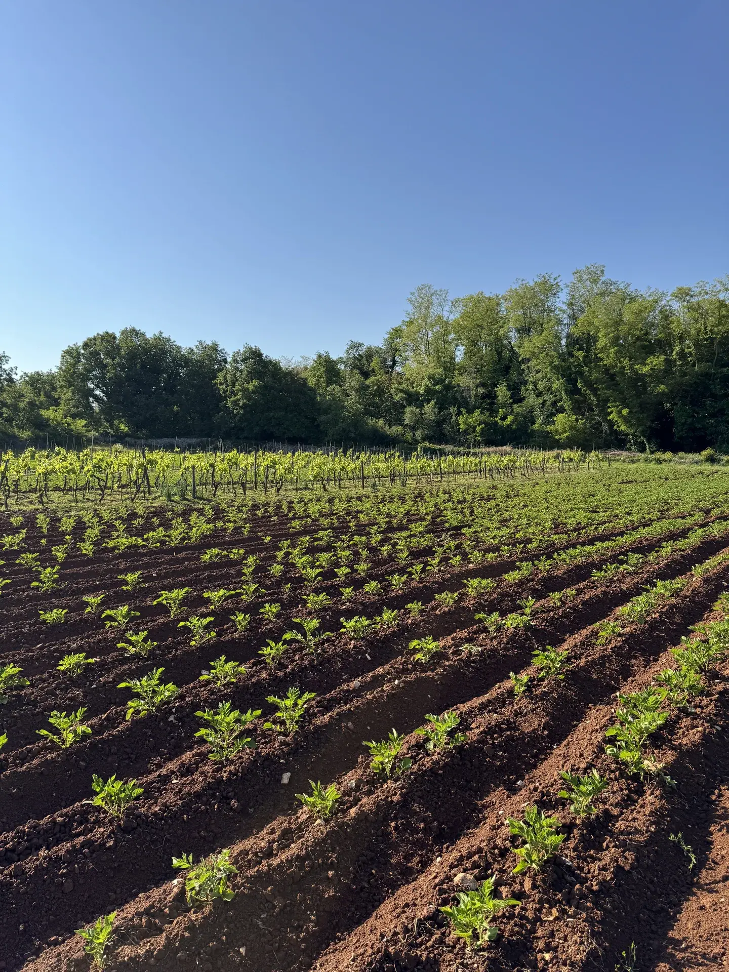 Delicious meals from homegrown ingredients